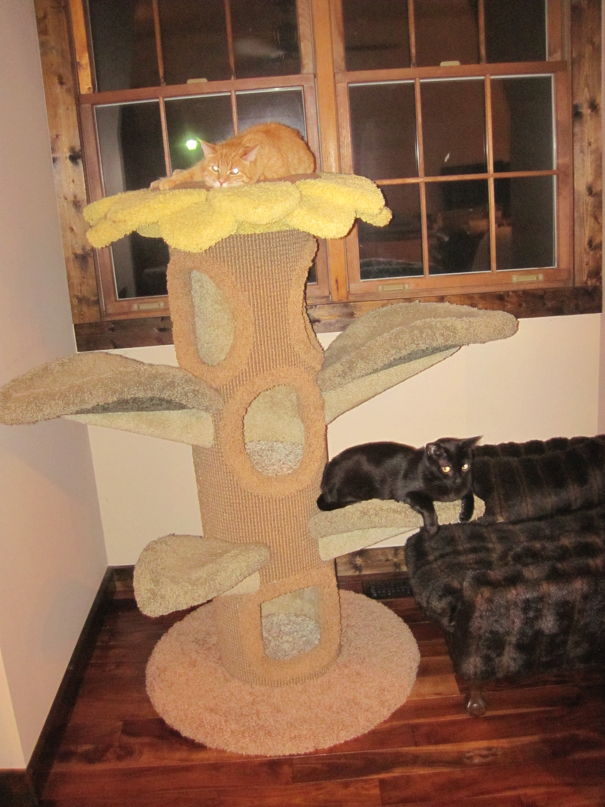 Missy and Chilly on the cat tree
