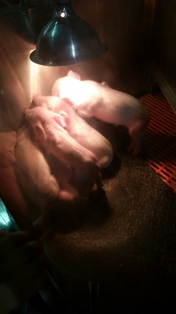 piglets