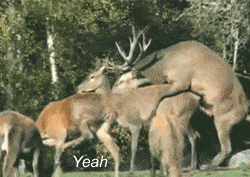 deer surprise