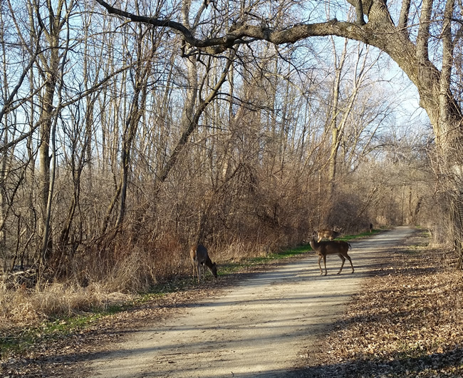 041115_deer
