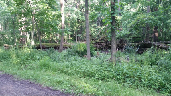 20150616_181247.jpg image