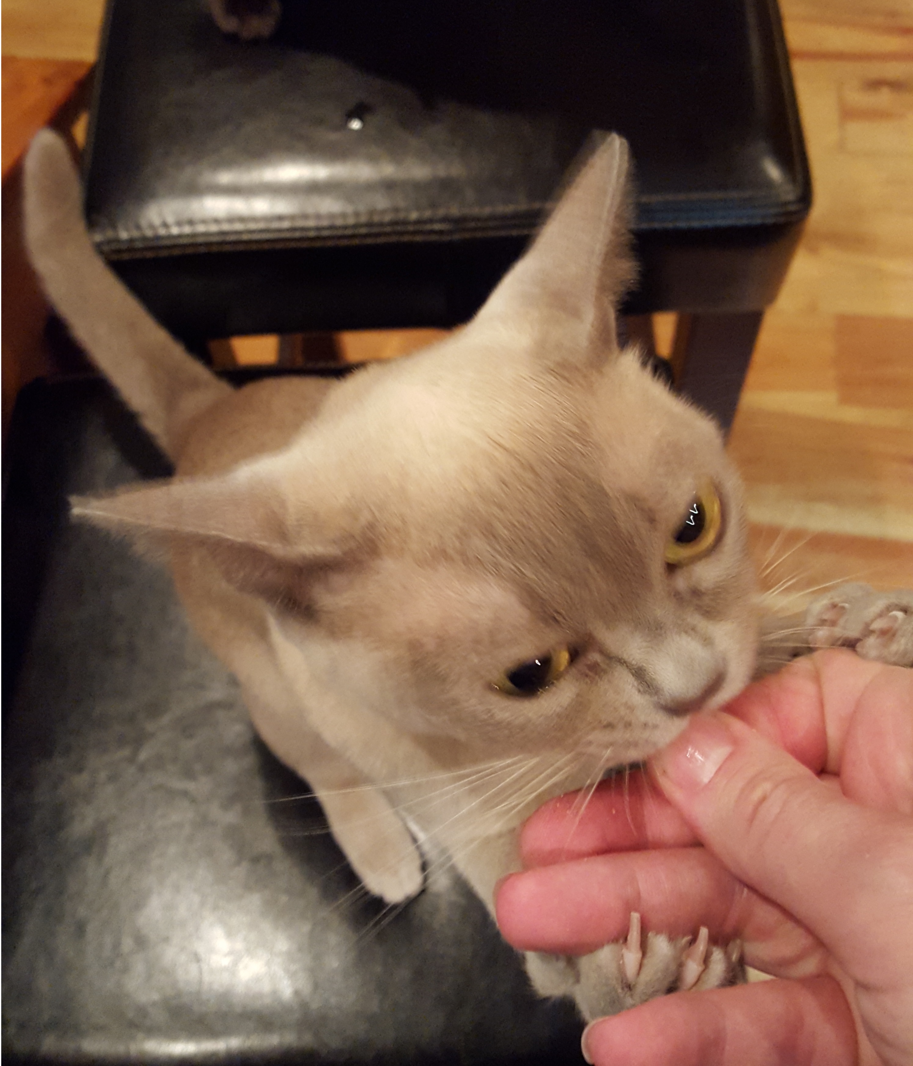 Luna-treats
