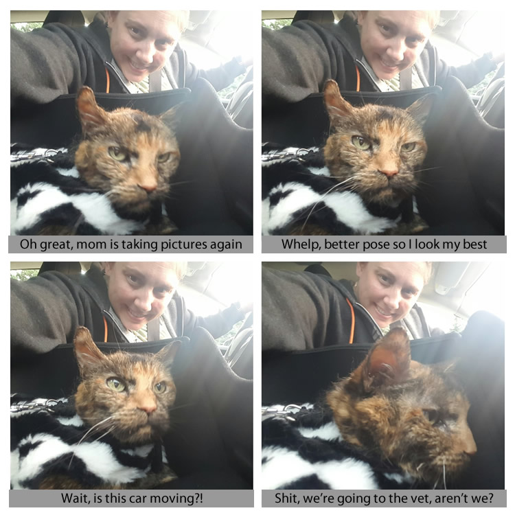 pothole-carseat-collage
